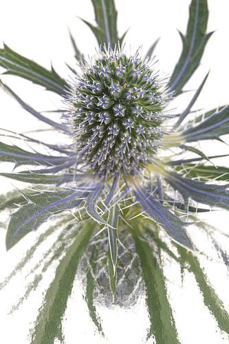 De distel: zacht maar prikkelbaar... de bloem centraal