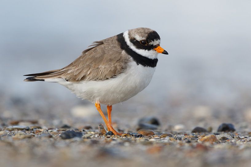 Fur ringed plover - Common ringed plover - Charadrius hiaticula by Rick Willemsen