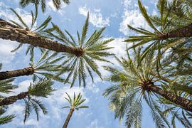 Majestic palm trees seen from below