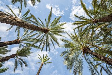Majestic palm trees seen from below