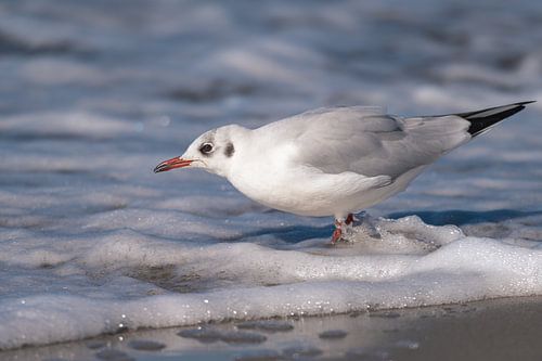 Möve am Ostseestrand im Fischland Zingst Darß, Mecklenburg-Vorpommern