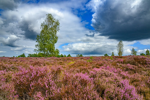 Een heidelandschap op een prachtige zomerdag