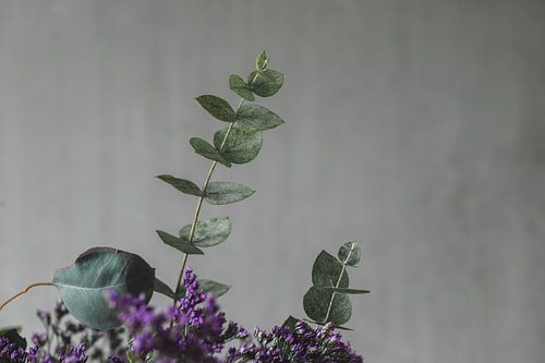 eucalyptus voor betonnen muur 2