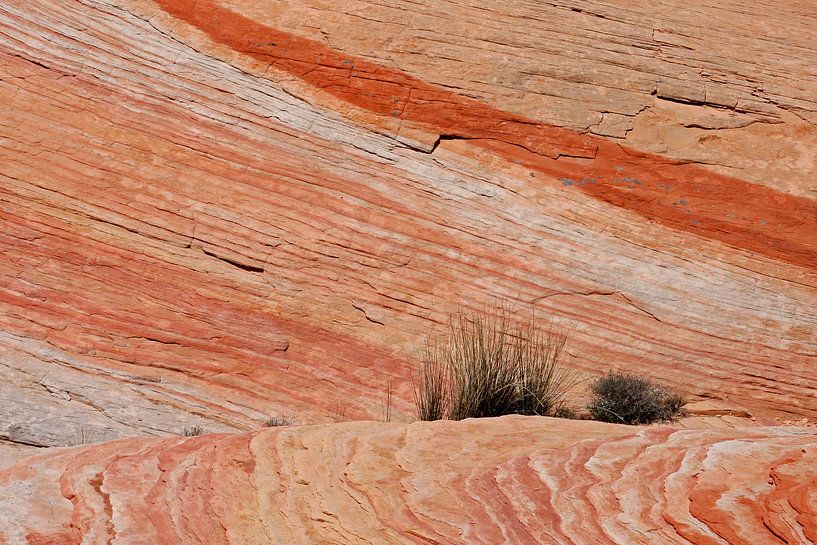 Plants on the rock by Antwan Janssen