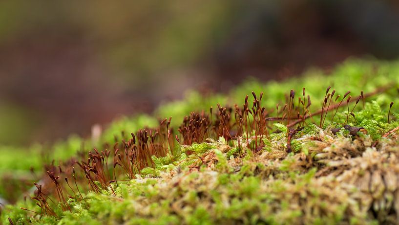 Macro by René Jonkhout
