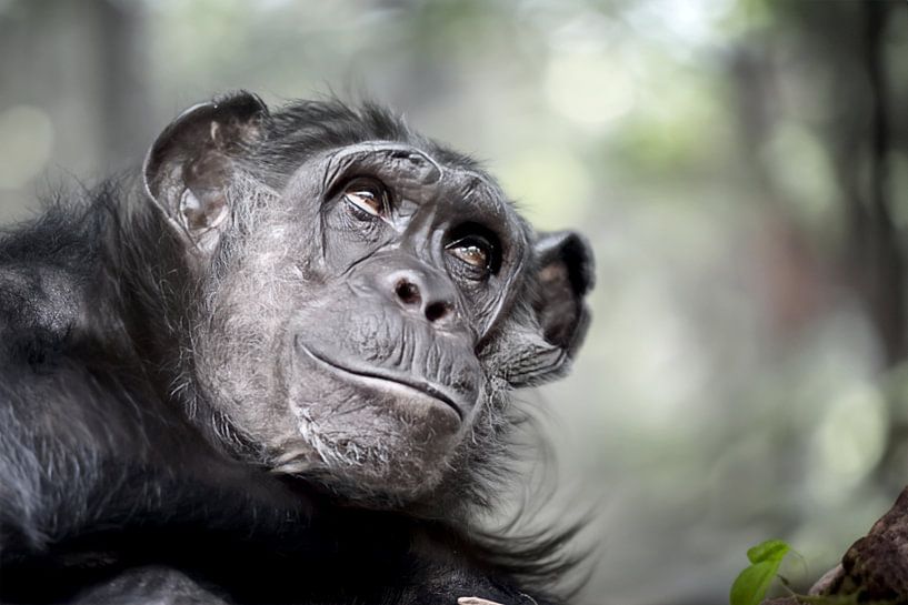 Chimpanzé par Edwin Butter