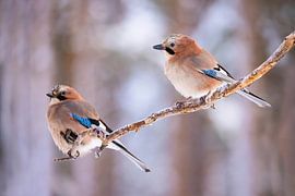 Le geai, également appelé geai (Garrulus glandarius)