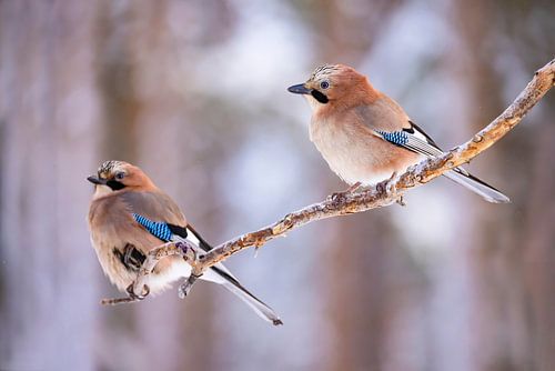 De Gaai, ook wel Vlaamse Gaai (Garrulus glandarius)