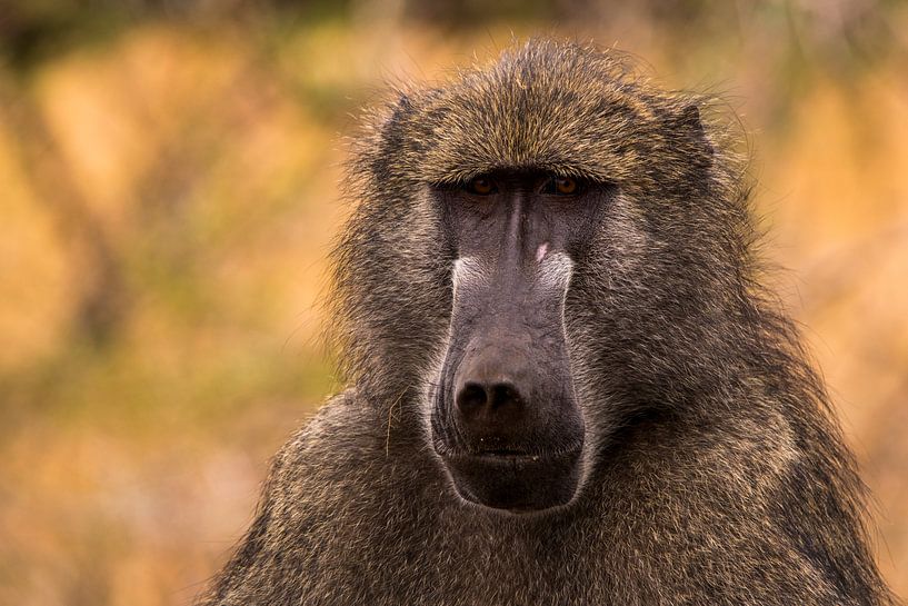 Babouin Portrait par Kees Molenaar