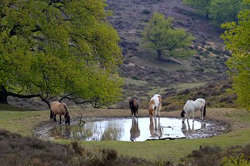 Paarden op de Posbank van Kylian Meeuwisz
