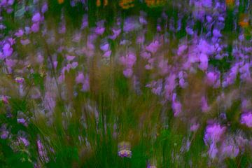 BLUMENWIESE 12 van Miroslav Ptacek