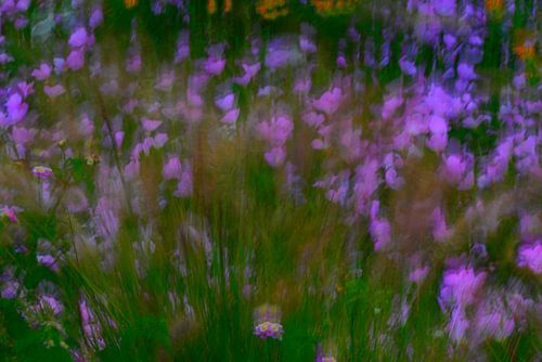 PRÉ FLEURI 12