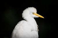Koereiger met zwarte achtergrond