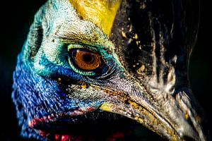 Kasuaris (Emoe, Struisvogel) von Jack Vermeulen