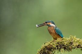 Martin-pêcheur alcedo atthis sur Vienna Wildlife
