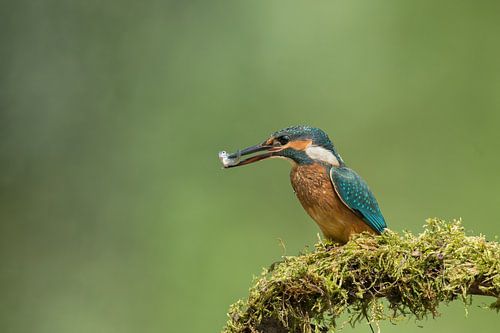 Eisvogel alcedo atthis
