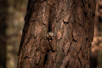 Sibirisches Erdhörnchen