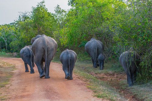 Les éléphants du parc national de Minneriya au Sri Lanka