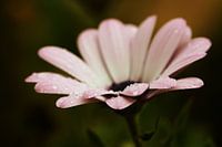 After Rain comes...