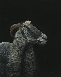 Porträt eines Schafes  - Ovis gmelini aries - Painting