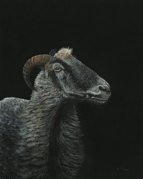 Porträt eines Schafes  - Ovis gmelini aries - Painting von Helga Pohlen - ThingArt