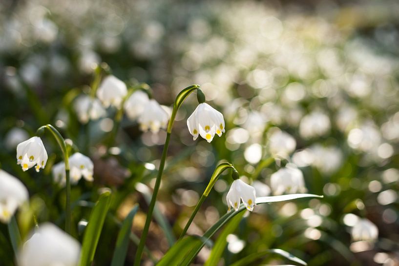 Spring snowflake by Jiri Viehmann