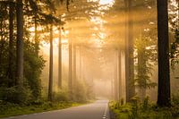 Into the trees - landschap