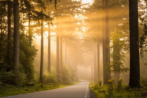 Dans les arbres sur Studio Caro West