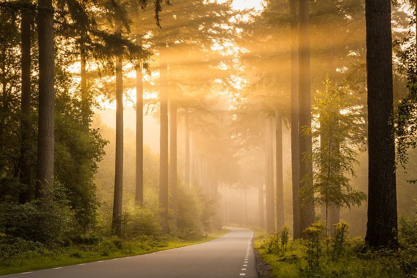 Into the trees - landschap van Studio Caro West