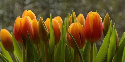 voorjaar : tulpen