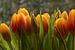 voorjaar : tulpen van Yvonne Blokland