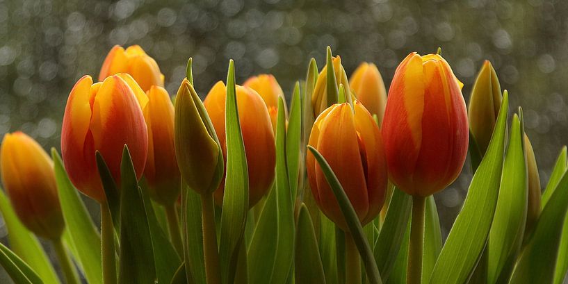 voorjaar : tulpen van Yvonne Blokland