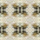 Symmetrie van de Zee: Een Schelp in Detail van Texel eXperience thumbnail