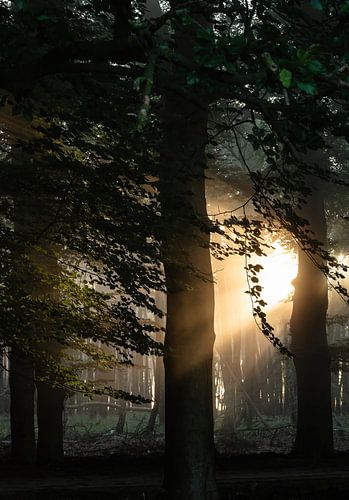 Planken Wambuis part 107