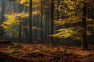 Couleurs d'automne sur Eelke Brandsma