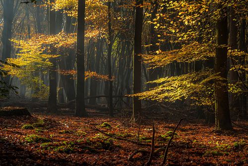 Herfstkleuren