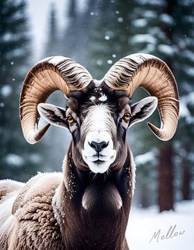 Le mouflon d'Amérique en hiver sur Mellow Art