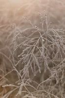 Grasses with winter frost