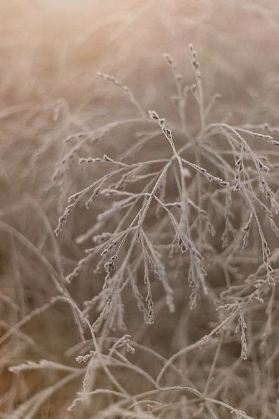 Gräser mit Winterfrost von Sandra Koppenhöfer