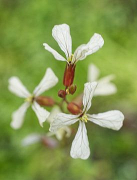 Witte rucola rucola salade bloem van Iris Holzer Richardson