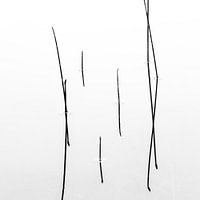 Study in black and white