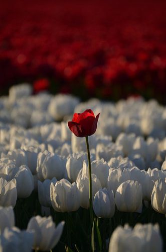 Standing out