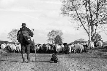 Shepherd from Drenthe, Holland. by Aukelien Philips