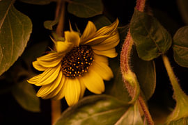 zonnebloem positiviteit en levenskracht van anne droogsma