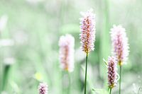 Rosa Adderroot-Blüte mit zartgrünem Farbton