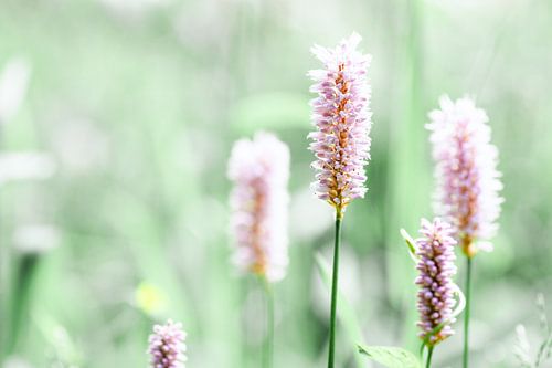 Pink Adderroot flower with soft green hue