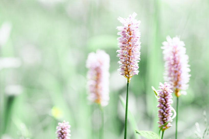Pink Adderroot flower with soft green hue by Denise Tiggelman