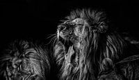 De leeuw slaapt deze nacht. van Ron van Zoomeren thumbnail