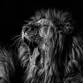 Der Löwe schläft heute Nacht. von Ron van Zoomeren