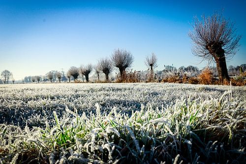Frost